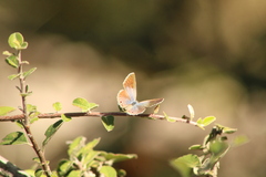 Hemiargus ceraunus