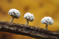 Didymium squamulosum