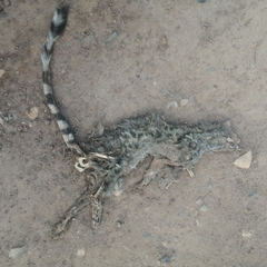 Genetta maculata