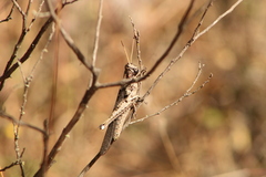 Erythraeoidea