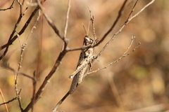 Erythraeoidea