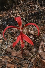 Sprekelia formosissima