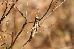 Erythraeoidea