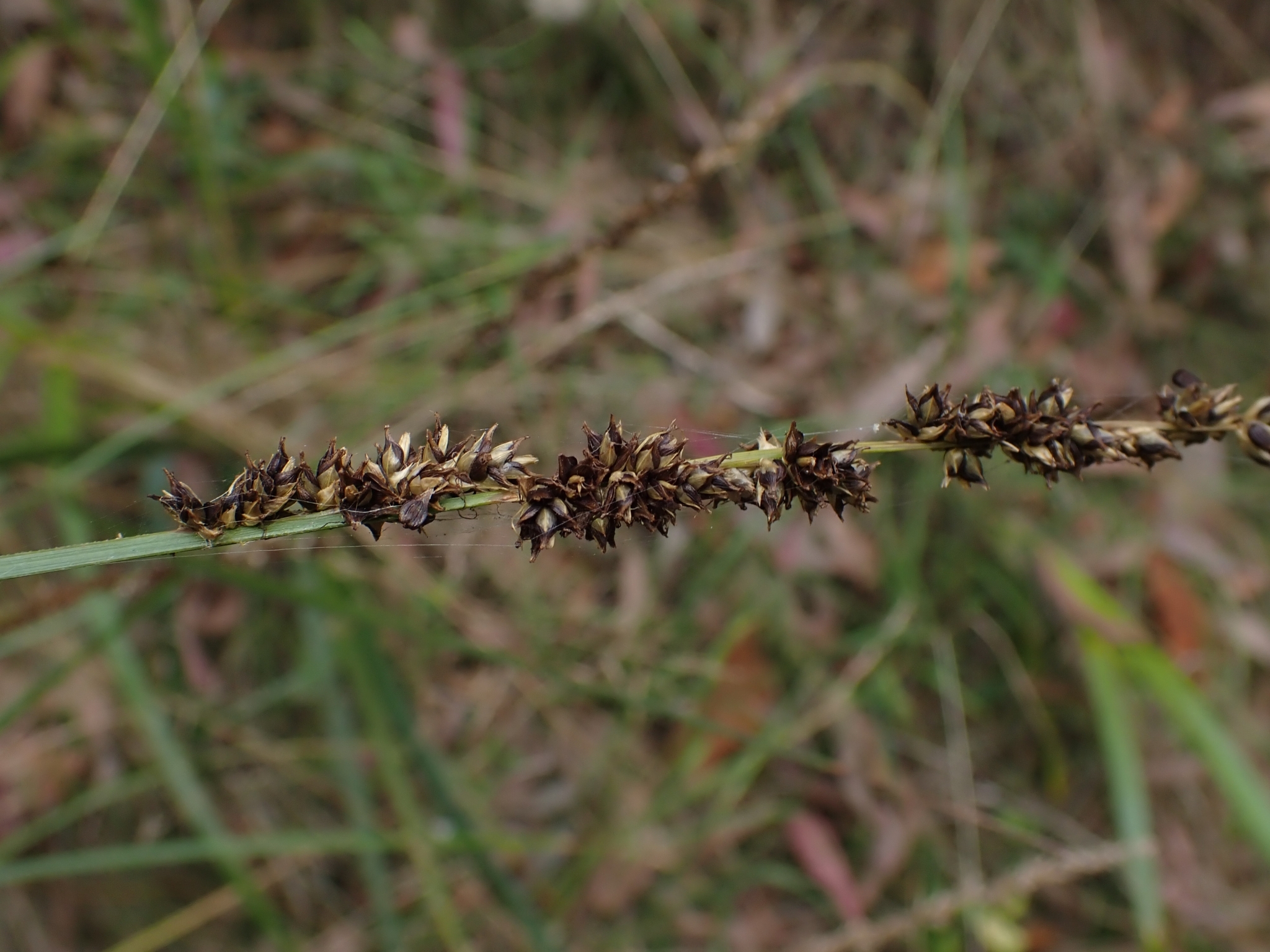 Carex L.