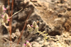 Leptotes marina