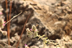 Leptotes marina