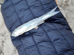 Notropis atherinoides