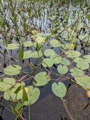 Nymphaea odorata