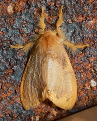 Euproctis fimbriata