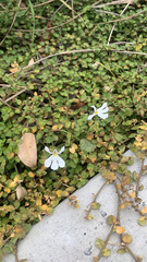 Lobelia angulata
