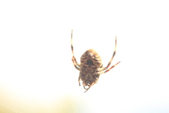 Eriophora ravilla