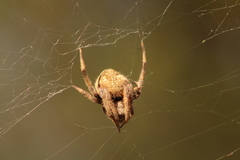 Eriophora ravilla