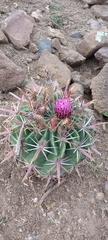 Ferocactus recurvus