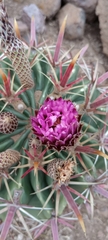 Ferocactus recurvus