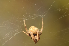 Eriophora ravilla