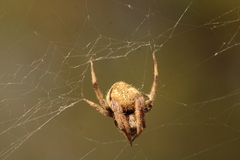 Eriophora ravilla