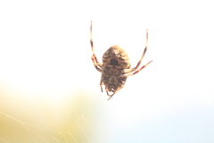 Eriophora ravilla