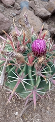 Ferocactus recurvus