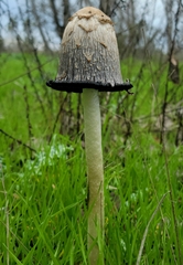 Coprinus comatus