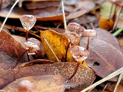 Collybiopsis quercophila