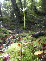 Adenochilus gracilis