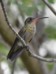 Gilded Hummingbird photo 2