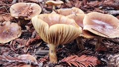 Pholiota spumosa