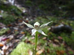 Adenochilus gracilis