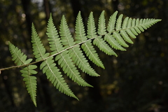 Dryopteris cochleata