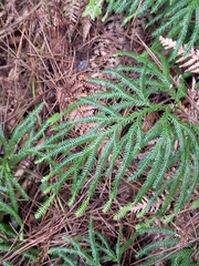 Lycopodium volubile