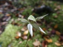Adenochilus gracilis