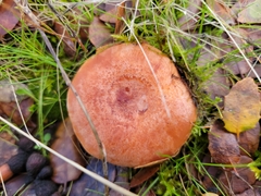 Lactarius xanthogalactus