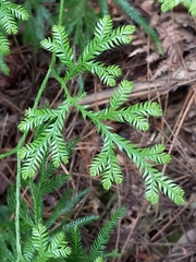 Lycopodium volubile