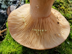 Lactarius xanthogalactus