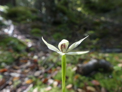 Adenochilus gracilis