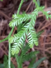 Lycopodium volubile
