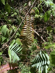 Blechnum punctulatum