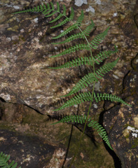 Dryopteris cochleata