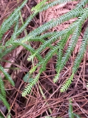 Lycopodium volubile