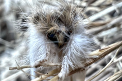 Trichiocercus mesomelas