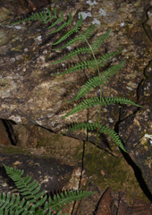 Dryopteris cochleata