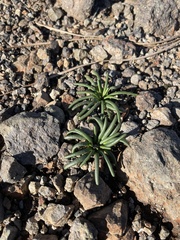 Lewisia rediviva