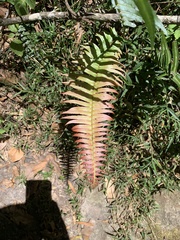 Blechnum punctulatum
