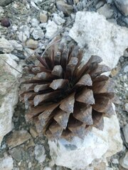 Pinus pseudostrobus apulcensis