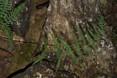 Dryopteris cochleata