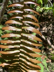 Blechnum punctulatum