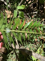 Blechnum punctulatum