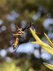 Toxorhynchites speciosus