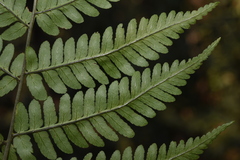 Dryopteris cochleata