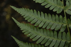 Dryopteris cochleata